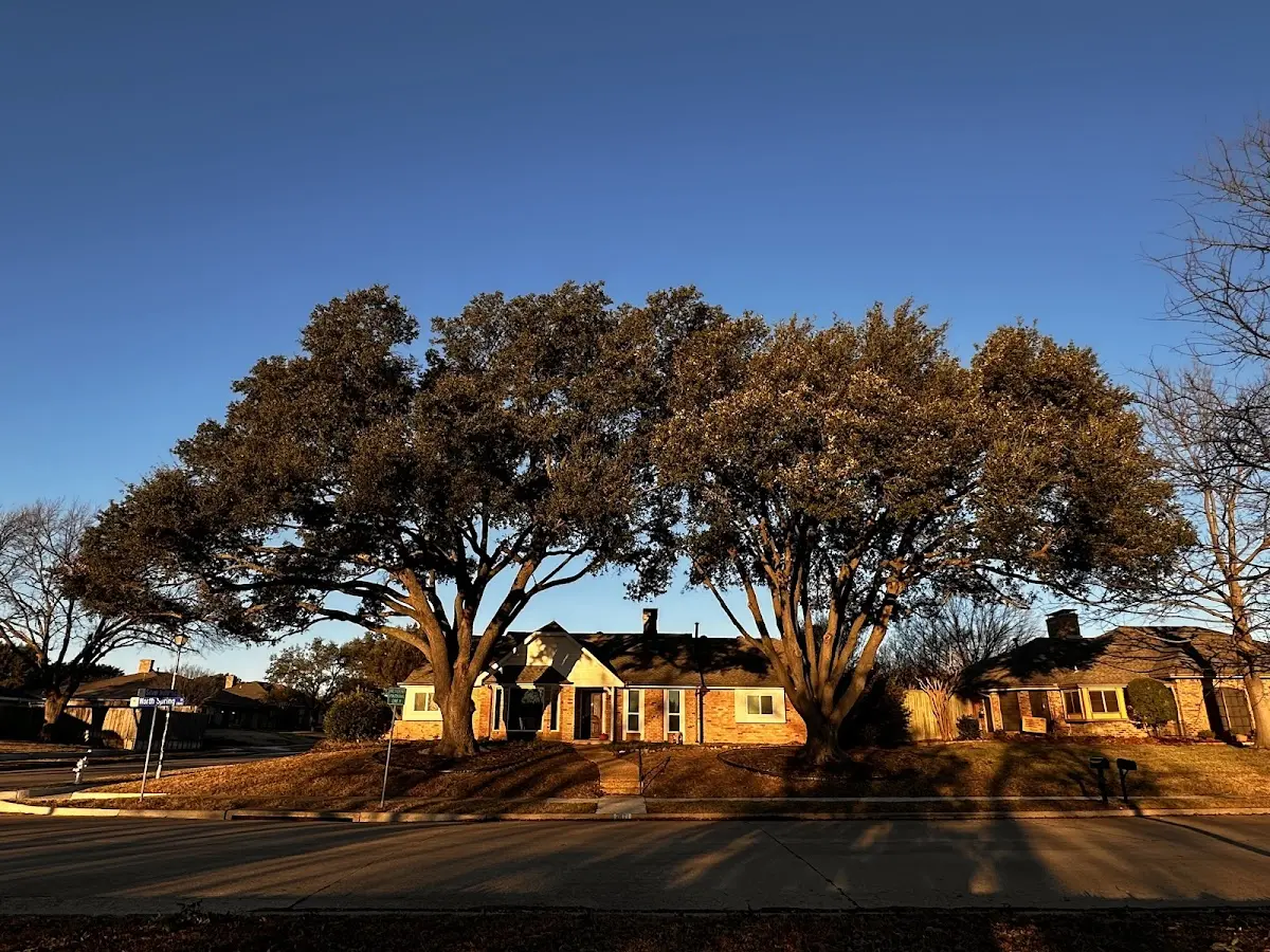 Established residential canopy tree shading a home in Townsend