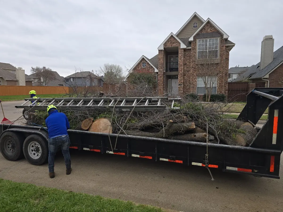 Expert Tree Removal with proper safety equipment in Townsend